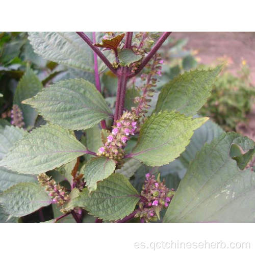 Fruta de perilla natural de alta calidad